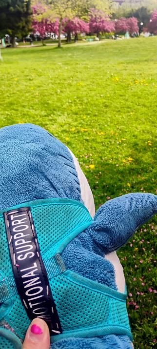 my emotional support blahaj doggo at cal andy park in seattle