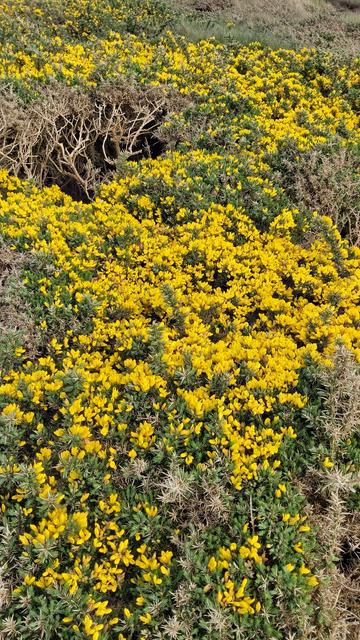 Buissons d'ajoncs. Une myriade de fleurs jaune bouton d'or exhale un puissant parfum de beurre de coco.