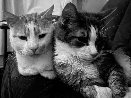 Black and white of Steven (Left.) and Coco (Right.) sat on the settee.