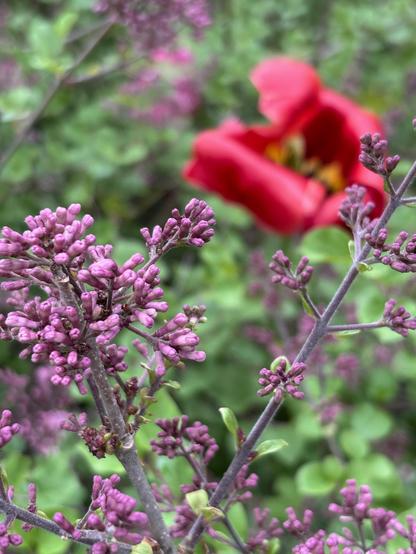 Vertical closeup of a cluster of lilac buds in a fuschia shade. The larger group of buds is at left frame, with a stem bearing fewer buds extending upward to right frame. The background is out of focus and shows a red tulip with its petals open and peeled back, as well as distant lilac clusters, against masses of green leaves.