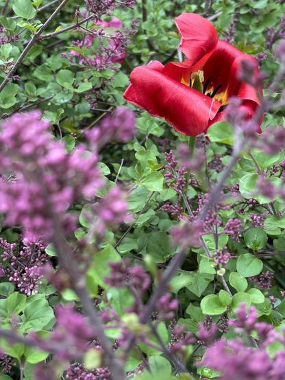 Vertical photo of the same setting, but with the focus shifted so that the tulip and surrounding lilac buds are sharp and clear, while the lilac cluster in the foreground is blurred.