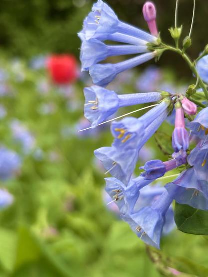 Vertical closeup of a cluster of bluebells, in shades of pale blue and fuschia on green stems, pushing in from right frame. The background is out of focus and shows a patch of other bluebells amid green leaves, as well as a red tulip bulb at upper left.
