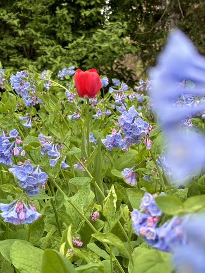 Vertical photo of the same setting but with the focus shifted so that the distant red tulip standing above the patch of bluebells is sharp, while the bluebell cluster in the extreme foreground is blurred.