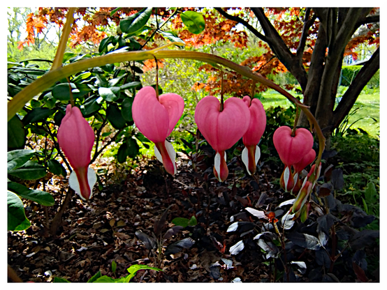 The image features a garden scene with heart-shaped pink flowers hanging from a curved stem. These flowers, known as bleeding hearts, have a distinctive shape with a white inner section at the bottom. The flowers are surrounded by green foliage and dark purple leaves, adding contrast to the scene. The ground is covered with brown mulch and scattered leaves, indicating a natural garden setting. In the background, there are trees with orange leaves, suggesting a change in season. The overall composition highlights the beauty of the flowers against the backdrop of the garden.

Provided by @altbot, generated privately and locally using Ovis2-8B