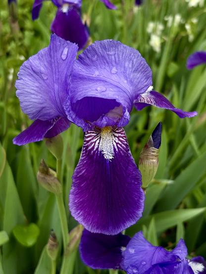 Closeup, from above, of an iris flower with large purple petals. Some are curled on top of each other (standard petals) and others hang down (the falls; I’m looking this up and learning as I go!). The fall closest to camera is a vivid deep purple color, paler at the edges, with a central stripe of yellow and white tendrils (the signal) surrounded by a pattern of white veins radiating outward. A few raindrops collect on the top petals. The flower is surrounded by other iris flowers, either buds or open petals, amid green stems and leaves.