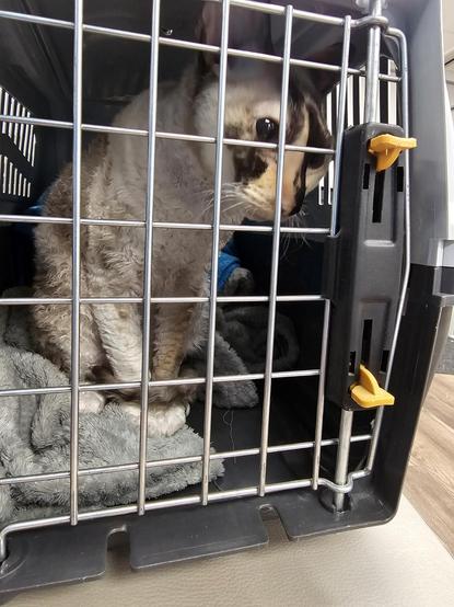 A black and cream cat with short, curly hair is looking through the cage door of a carrier.