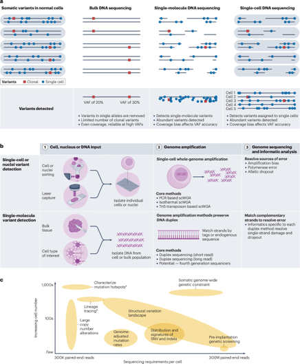 Advances in single-cell DNA sequencing enable insights into human somatic mosaicism