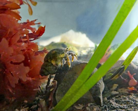 Underwater environment; a waving wall of red algae on the left, blades of eelgrass to the right, sand below. In the centre, on top of a broken grey shell, a small hermit crab stands looking into the light. It's bright enough to shine through the shell he's wearing and to highlight the hairs on his orange legs.