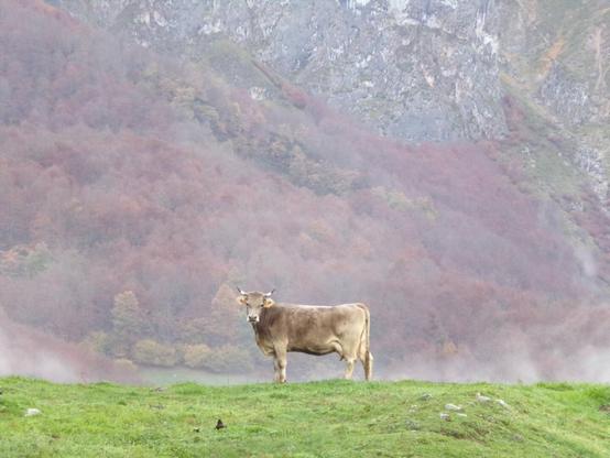 A cow stands alone on a grassy hilltop, with mist rising around it and a backdrop of coloured trees and Picos D' Europa mountains.