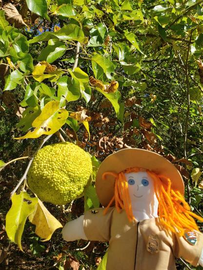 Ranger Sarah has found a Osage orange, also known as Maclura pomifera or bois d'arc, is a medium-sized, spiny deciduous tree native to parts of Arkansas, Texas, and Oklahoma, but it's been widely planted and naturalized in Missouri,
— at Little Sac Woods Conservation Area.