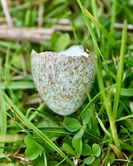 An empty and broken, probably hatched, wild bird egg sitting in a clump of grass and clover. 

The egg is a very light green base colour with a fine speckling of brown spots. 

Only half the egg is here but what is left is intact , looking more like it hatched than it was eaten by a predator.