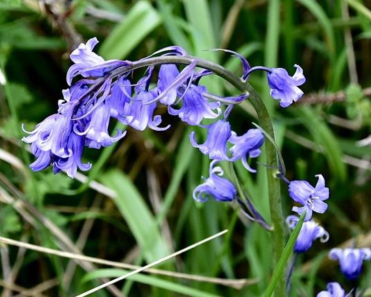 A spray of about 20 bluebell florets in full flower with all the flower trumpets open with the petals at the end curling back to show the lighter interior. 

The bluebells are on a curved stalk starting on the right hand edge of tge photo, rising up as it reaches to the left, leaning over and down to the left hand edge of the photo. 

The backdrop is a mix of green dune grasses with a scattering of old dried stalks.
