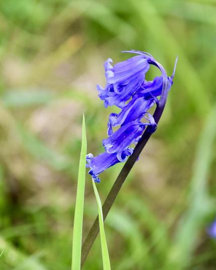 A small spray of 6 bluebell florets in flower with the flower trumpets open with the petals at the end curling back to show the lighter interior. All the flower heads are clumped together roughly in a curved stalk starting at the top if the flower stem all pointing at and angle down to the ground. 

Two light green grass stalks are in the foreground to the left of the bluebells with the green and brown backdrop grasses out of focus in the photos background.
