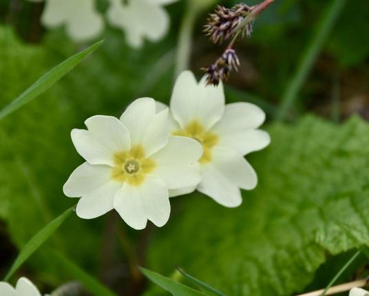 Two cream and yellow  primrose flowers.