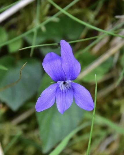 A wood violet fully open with two petals pointing upwards and three pointing downwards.
