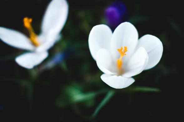 Close-up of a white crocus flower with delicate petals and a bright orange stigma, set against a soft-focus background of greenery and another blurred crocus. The image highlights the fresh and delicate details of the spring bloom.