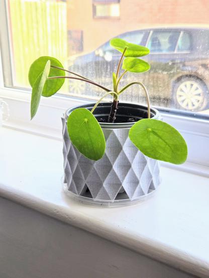 A small Chinese money plant in a grey, diamond textured pot, on a windowsill