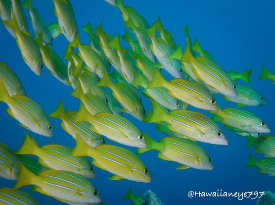 A small cluster of bright yellow fish marked with white and blue horizontal stripes.