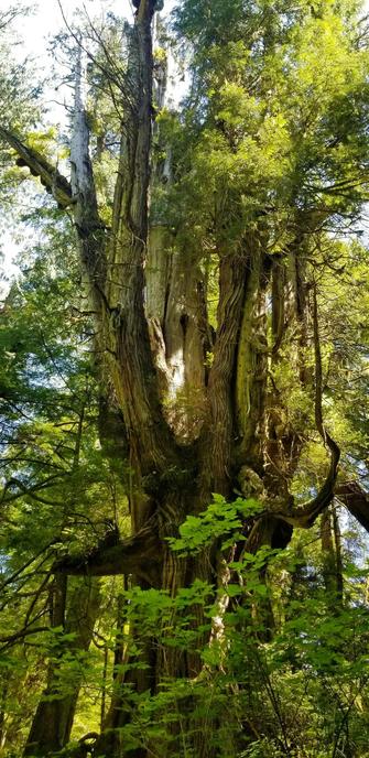 A tall, old-growth tree towers in a lush forest setting. Its deeply textured bark is bathed in dappled sunlight filtering through the surrounding green foliage. The tree's massive trunk splits into several large branches, some covered in moss and smaller plants, emphasizing its age and the vibrant ecosystem it supports. New bright green foliage fills the lower section of the view.