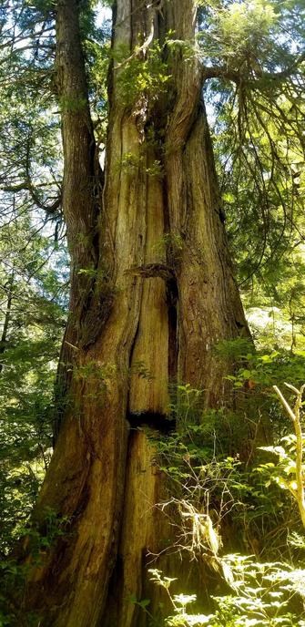 A medium shot captures a large, old-growth cedar tree trunk from a low angle. The central composition highlights the tree's verticality and the pronounced, textured bark. Light filters through the surrounding forest canopy, casting highlights and shadows across the bark and foliage, emphasizing the depth and texture of the scene. The color palette is dominated by browns and greens, creating a natural and earthy tone. Framing is tight, focusing detail.