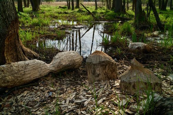 In the lower part of the photo, on the right side, there are the pointed remains of two tree trunks cut down by beavers. Right next to it, on the left, lies a long, cut-down tree. Next to these tree trunks lies a layer of wood shavings made by beaver teeth. On the left side of the frame we can see a fragment of an alder trunk, which at the bottom has already been partially cut by beavers. The central part of the photo is a wet, swampy forest with a puddle reflecting the sky and trees. Around this patch of water grows green spring grass. In the upper part of the photo you can see the bottoms of the tree trunks of this marshy forest. In the upper part of the photo you can see the bottoms of the tree trunks of the marshy forest and behind them a narrow strip of beige reeds. The scene is illuminated by the warm afternoon sun, but late afternoon shadows are already visible between the trees.