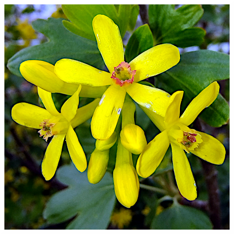 The image features a cluster of bright yellow flowers with a star-like shape, each having five petals. The flowers are in full bloom, showcasing their vibrant color and delicate structure. The center of each flower displays a pinkish-red ring around the stamen, adding a contrasting detail to the yellow petals. The flowers are surrounded by green leaves with a slightly serrated edge, providing a lush backdrop. The background is blurred, emphasizing the flowers and leaves in the foreground. The overall composition highlights the natural beauty and intricate details of the flowers.

Provided by @altbot, generated privately and locally using Ovis2-8B