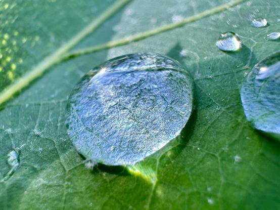 A drop of water on a leaf reflecting the morning sun.  The light is bouncing off the leaf into the drop, making it glow blue-white like a diamond