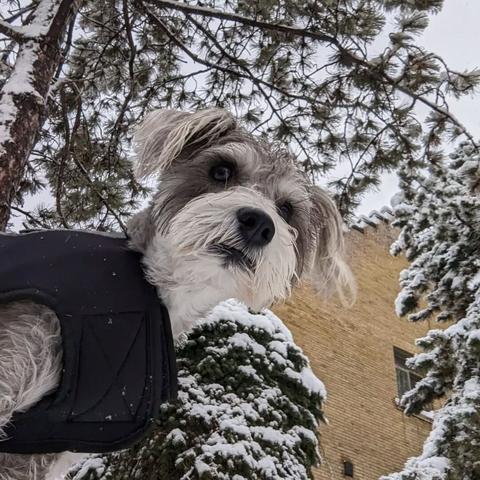 A mini schnauzer staring at the camera like dirty harry