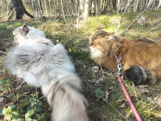 My cats - a white Neva masquerade cat and a brown Siberian cat