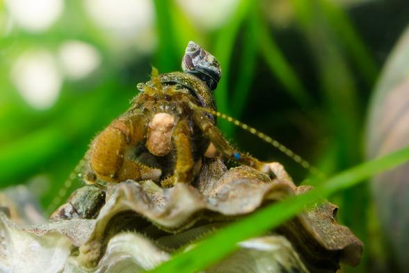 Critter stack: Top to bottom: a periwinkle snail, facing us, its two black tentacles with the eye at the base visible below the shell. Next, a Hairy hermit crab, orange and green, with striped eyes on stalks projecting in our direction, holding a food pellet in his mouthparts. Bottom; an oyster, open, showing the toothed edge of the mantle and the gills inside. There's a second periwinkle snail beside the hermit crab. Background, green algae, eelgrass.