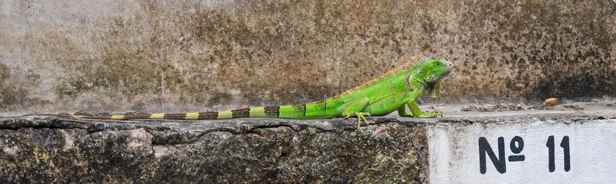 A bright green iguana on a concrete shelf over a portion of a sign which reads No 11.