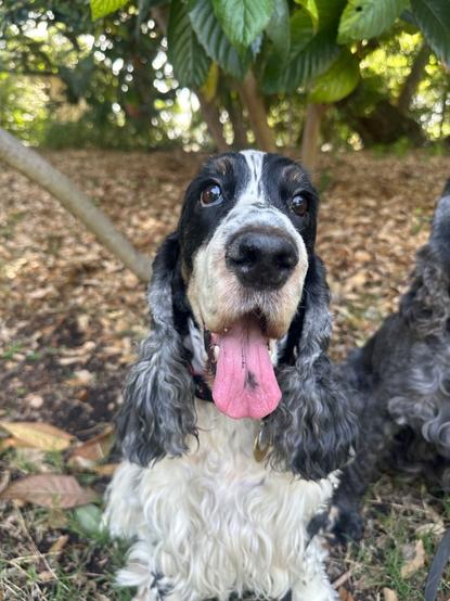 A close up of a tri-color English Cocker Spaniel, sitting outside under trees, looking at the camera.