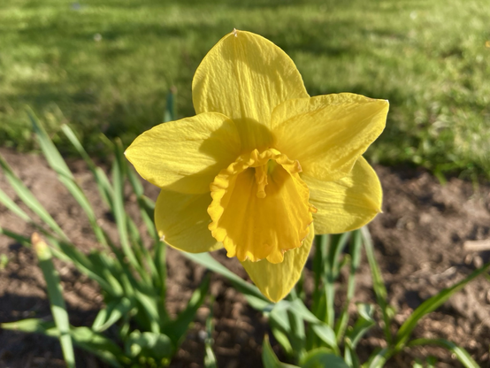 A simple picture that looks straight on at a flowering yellow lily.