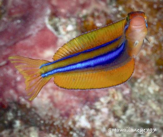 An elongated orange fish with continuous dorsal and ventral fins, marked with light and dark horizontal stripes.