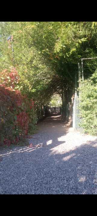 A gravelled path that leeds between two hedges and at the end there is a gate and some trees whos branches foem a roof over the path. Most of the leaves on trees and bushes are green but some are res and the sun is hinimg.
