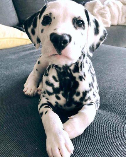 Dalmatian puppy with black markings around their nose that resembles a heart.