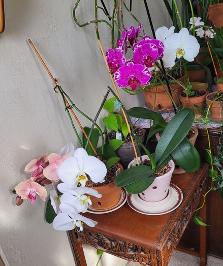 Some phalaenopsis orchids in bloom; yellows, pinks, purples, and glorious white.