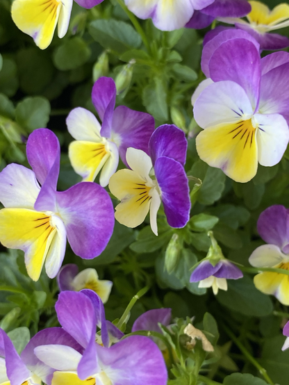 beautiful grouping of flowers where one petal is yellow while the other petals are white and purple. green leaves and stems provide the background. i am we are we will!