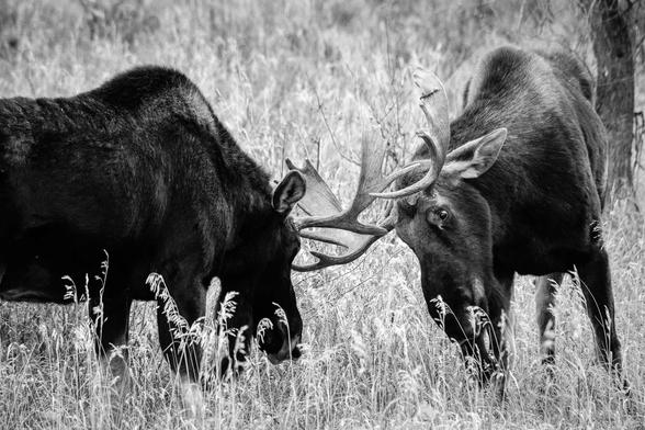 Two bull moose staring at each other, preparing to spar.
