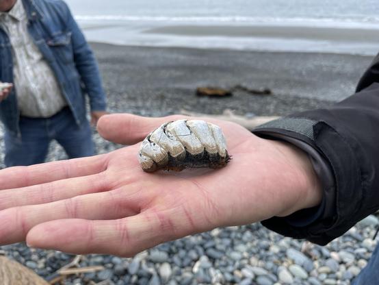 Photo of a white, palm-sized empty segmented shell resembling an armadillo, sitting on the outstretched palm of a person standing on a rocky beach.