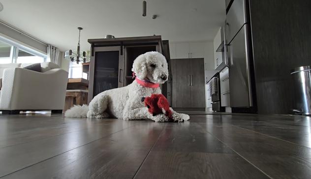 Bella the white Royal Poodle, on the hallway floor like a Sphinx, taking a break from playing a mix of tug of war and fetch, with her human. Can be seen to the left is a part of the white couch from the living room, and behind  Bella the kitchen.