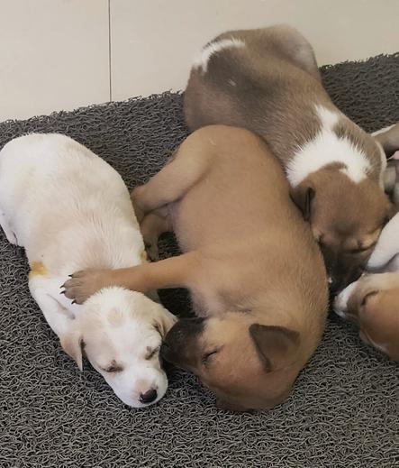 Puppies cuddled together, one with its paw on the other.