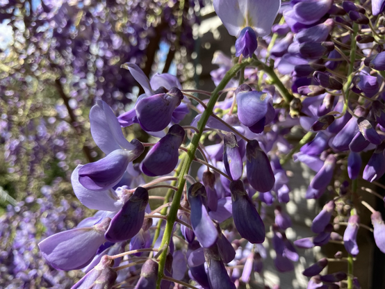 A closeup of purple wisteria blooms in bright sunlight - many more are out of focus in the background