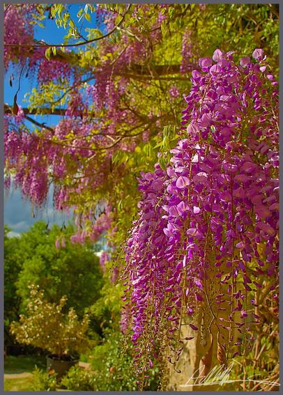 A cluster of purple wisteria flowers in the foreground against a background of hundreds of others hanging from a wooden frame against a bright blue April sky