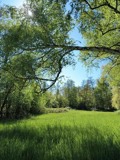 Eine Szene in einem Naturschutzgebiet in Berlin. Vorne beginnt eine saftige grüne Wiese, die sich durch das Bild bis hinten zieht und ringsum von frischen grünen Büschen und Bäumen begrenzt wird. Von rechts ragt ein kräftiger langer Ast einer Birke in Bild, durch dessen Laub von hinten die glitzernde Morgensonne scheint.

A scene in a nature reserve in Berlin. A lush green meadow begins in the foreground and extends through the picture to the back, bordered by fresh green bushes and trees. A strong, long branch of a birch tree juts into the picture from the right, with the glistening morning sun shining through its leaves from behind.