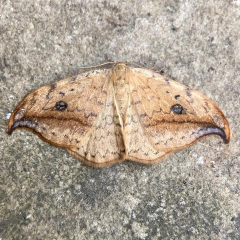 Overhead shot of Pebble Hook-tip moth on a paving slab.  It is a flat moth, about 2cm wide. It is a narrow oval shape, but horizontal, not vertical.  So the wing tips are at the extreme left and right of the picture. The top wing edge runs from wing tip to wing tip in a smooth convex arc. The wing tips at either end curve sharply down and back up underneath to form the appearance of a hook.  Imagine the top wing edge from the middle to the wing tips left and right is like the sloping shoulders and arms, slightly outstretched, of someone carrying two imaginary heavy bags of shopping and the hooks are the hands that hold them.

Where the top edge is a smooth arc, the bottom wing edge forms a very shallow wavy W shape from wing tip to wing tip.

It is a sandy or pebble-brown moth with a dark brown horizontal line running right across the middle. Above the line, there is a small pebble eye on each wing. These are black edged with a blue-grey centre. In the wing tip corners there is a small blue arc shaped patch. .  It is a very pretty moth.