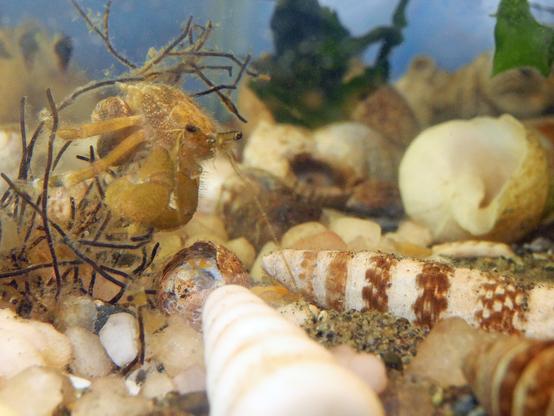 Perched in a tangle of brown root-like sticks (possibly part of a holdfast), an orange and brown hermit crab, naked, looks down on a collection of shells. Without a protective shell, her soft abdomen, coiled on the right side of her body, is a tempting treat for any passing crab. She must choose one of those shells below soon; there are 3 long, narrow mudsnail shells, striped in brown and white. (I don't think she cares about the colour, though.) There are several larger whelk shells, probably too big for her at this molt. She's about to touch the white shell in front with her antennae; maybe this will be the one she'll try on first.