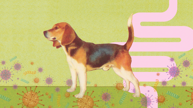 Owning a Pet May Be Good for Your Gut Health