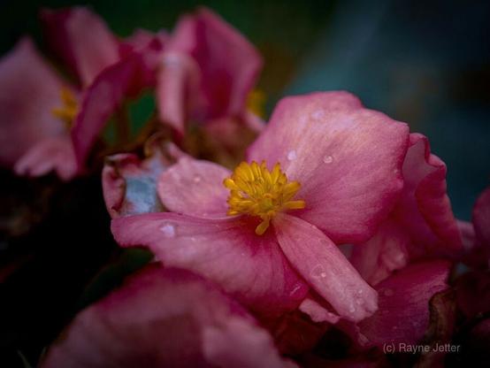 a macro photo by rayne of a soft pink geranium with short golden stamens. some petal edges are withering and there are dew drops on the petals