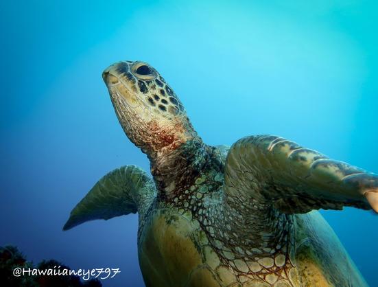 Sea turtle with its nose pointed to the surface. Its front flattened fins are spread out and it has a small beak-like mouth and rounded head.